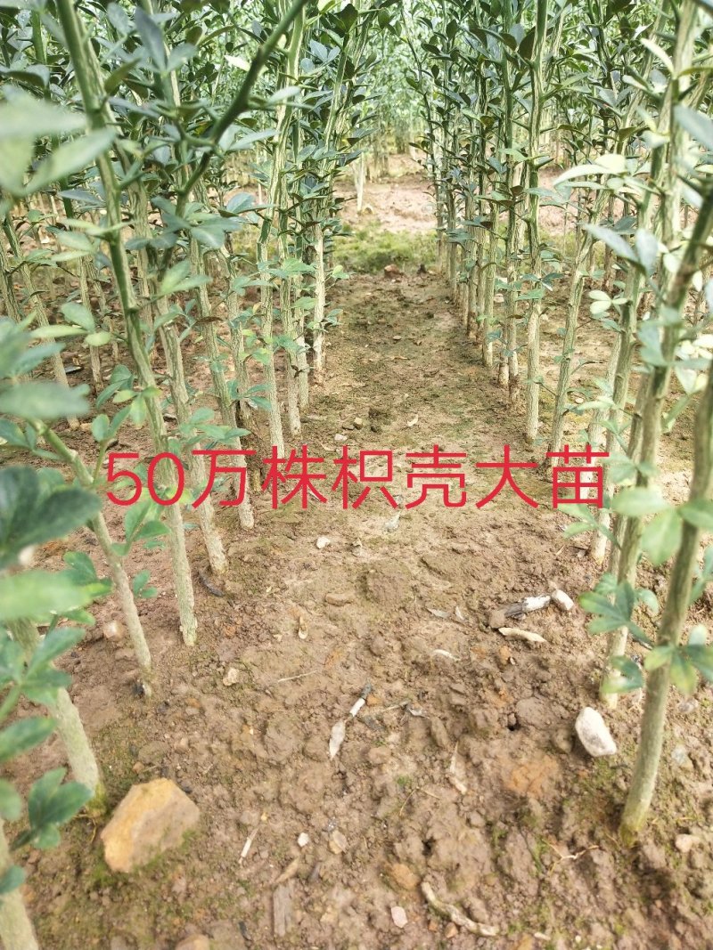 枳壳苗、枳壳大苗、枳壳小苗枸橘苗保湿发货包邮