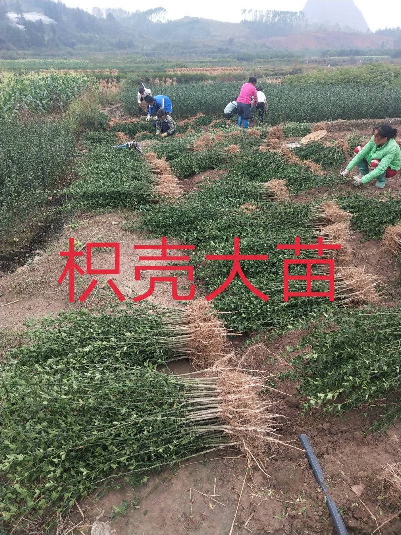 枳壳苗、枳壳大苗、枳壳小苗枸橘苗保湿发货包邮