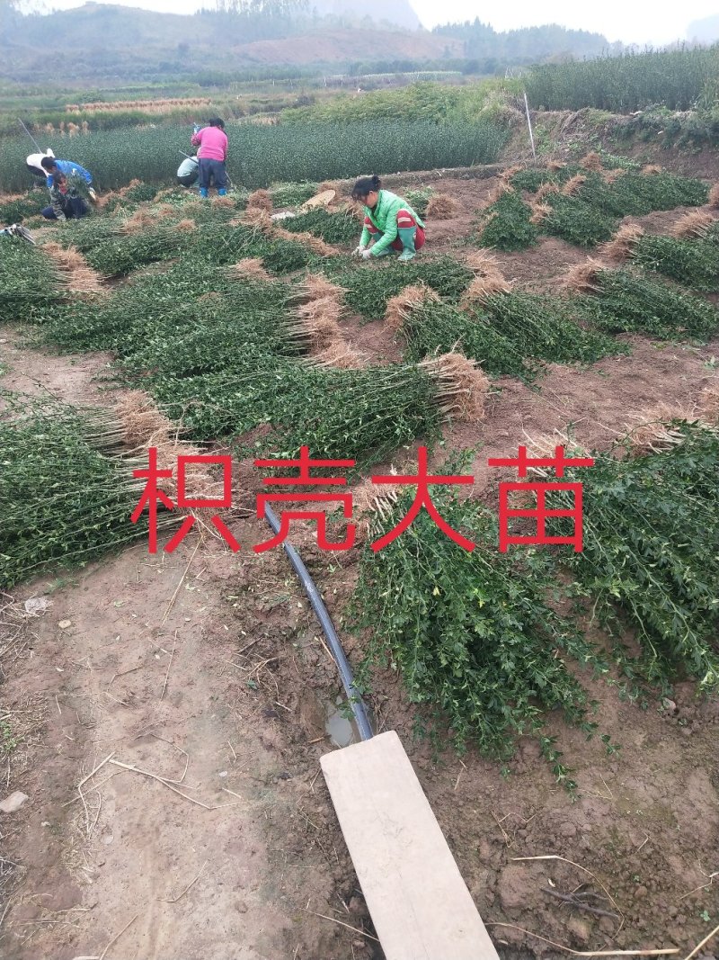 枳壳苗、枳壳大苗、枳壳小苗枸橘苗保湿发货包邮
