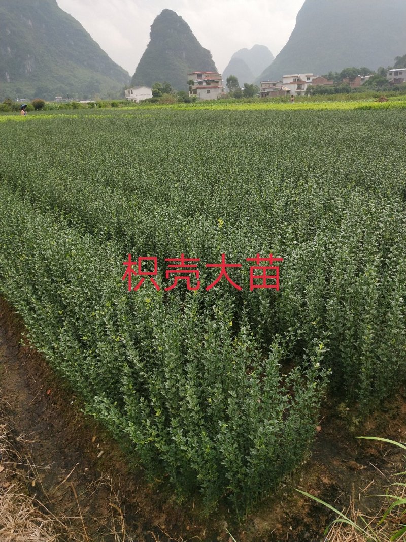 枳壳苗、枳壳大苗、枳壳小苗枸橘苗保湿发货包邮