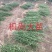枳壳苗、枳壳大苗、枳壳小苗枸橘苗保湿发货包邮