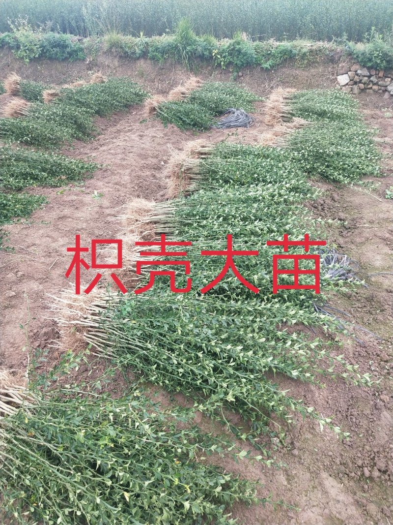 枳壳苗、枳壳大苗、枳壳小苗枸橘苗保湿发货包邮