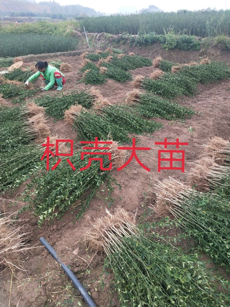 枳壳苗、枳壳大苗、枳壳小苗枸橘苗保湿发货包邮