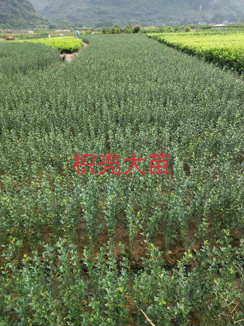 枳壳苗、枳壳大苗、枳壳小苗枸橘苗保湿发货包邮