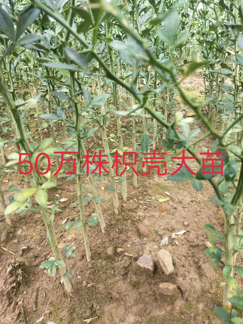枳壳苗、枳壳大苗、枳壳小苗枸橘苗保湿发货包邮