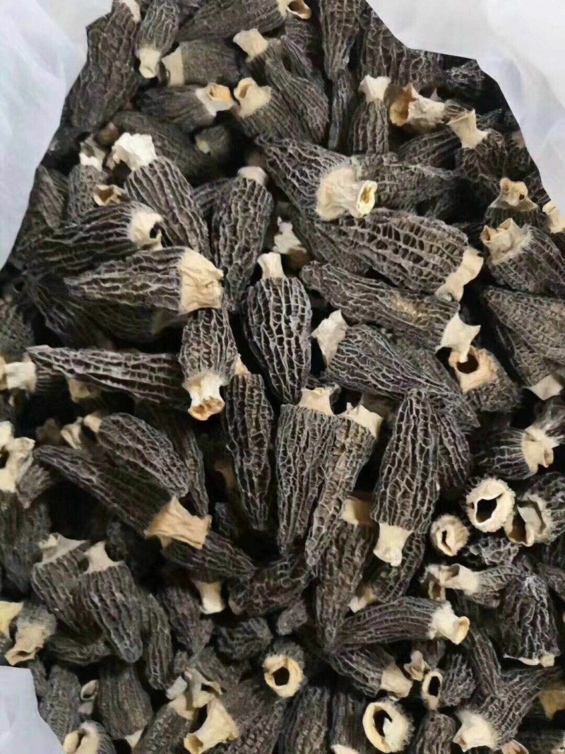 羊肚菌