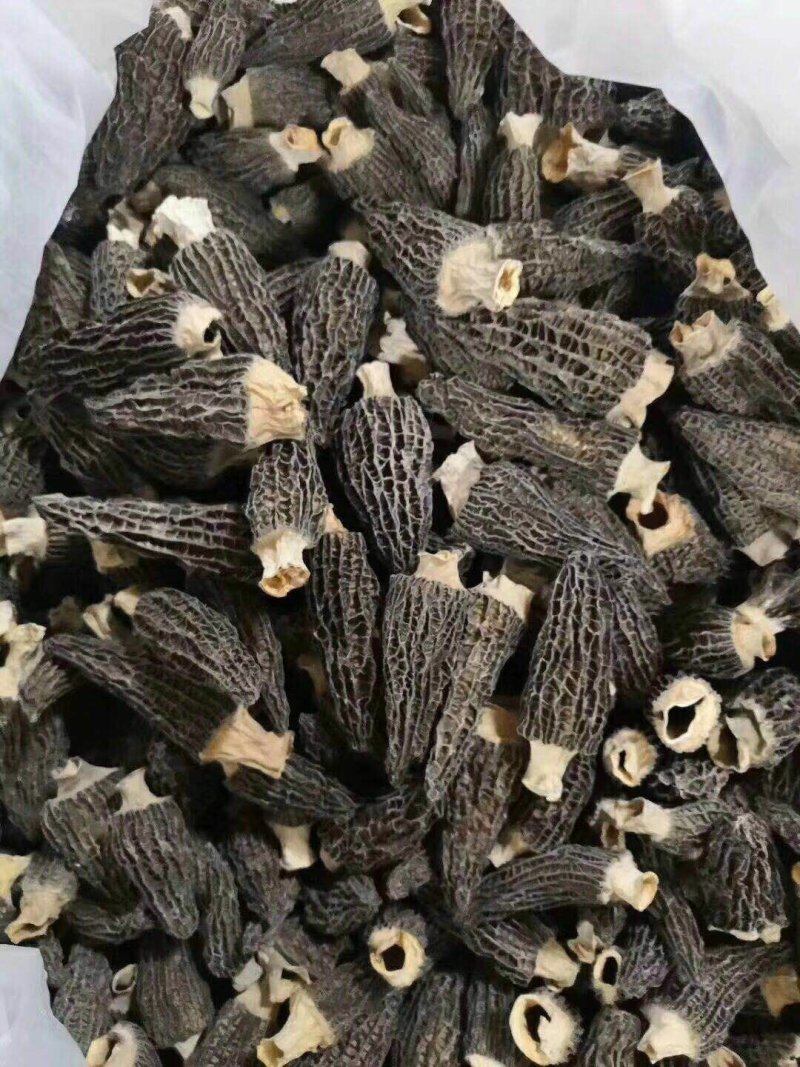 羊肚菌