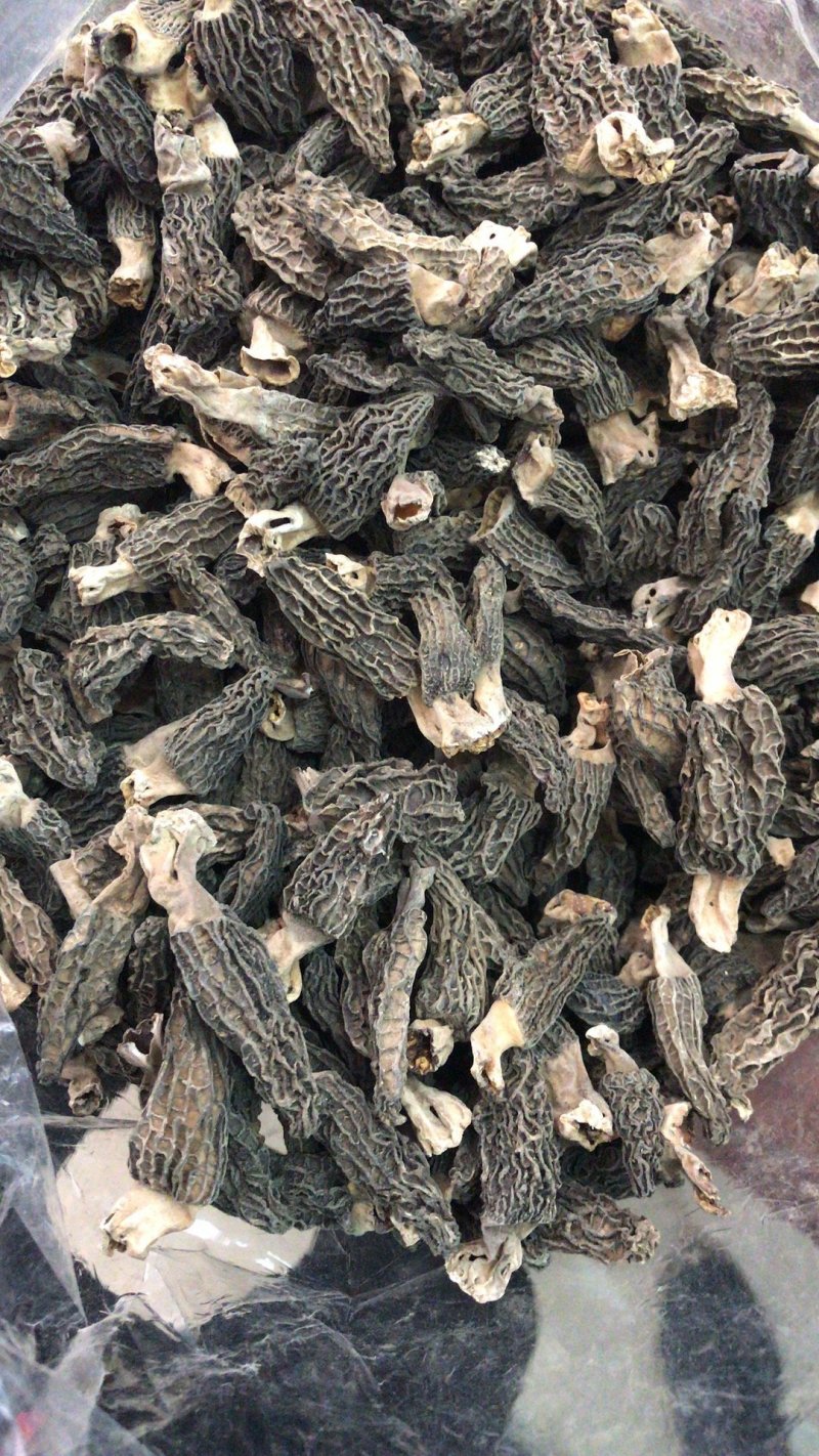 羊肚菌