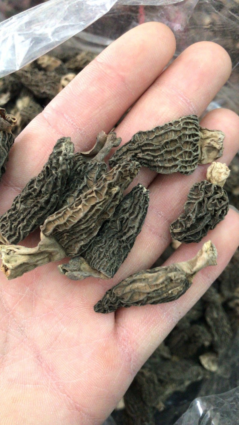羊肚菌