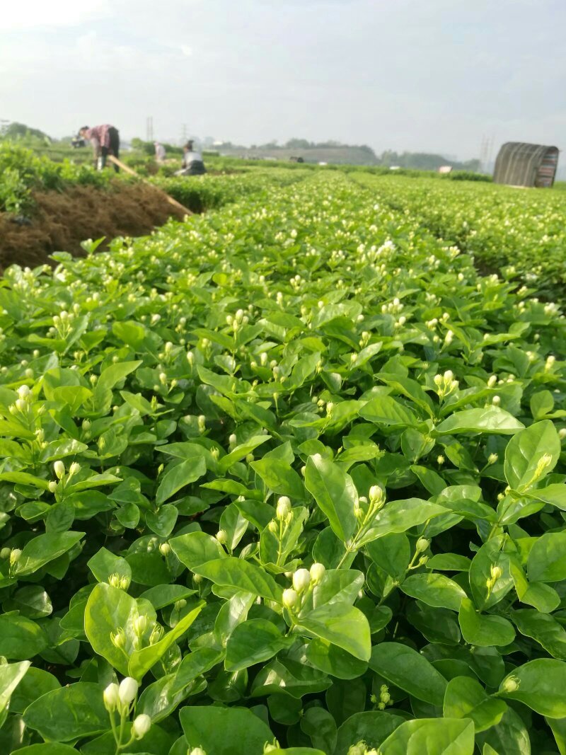 包邮春季2年茉莉花苗半成品裸根苗广西横县茉莉白色双瓣茉莉