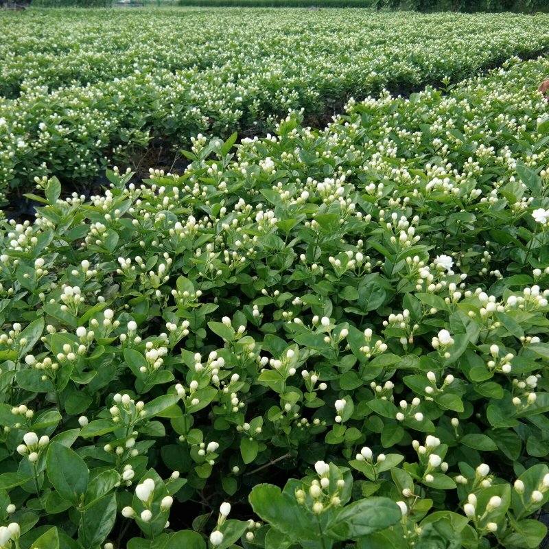 包邮春季2年茉莉花苗半成品裸根苗广西横县茉莉白色双瓣茉莉