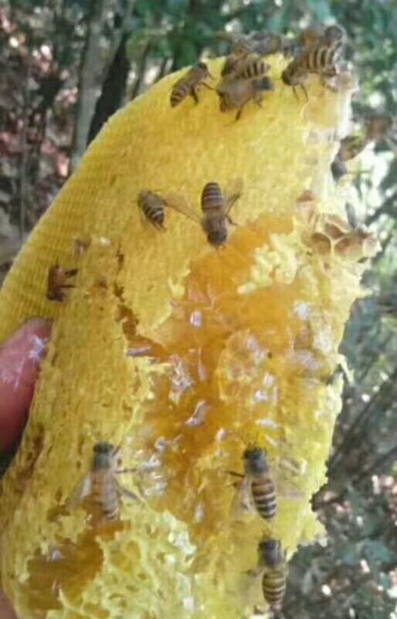 野生蜂蜜