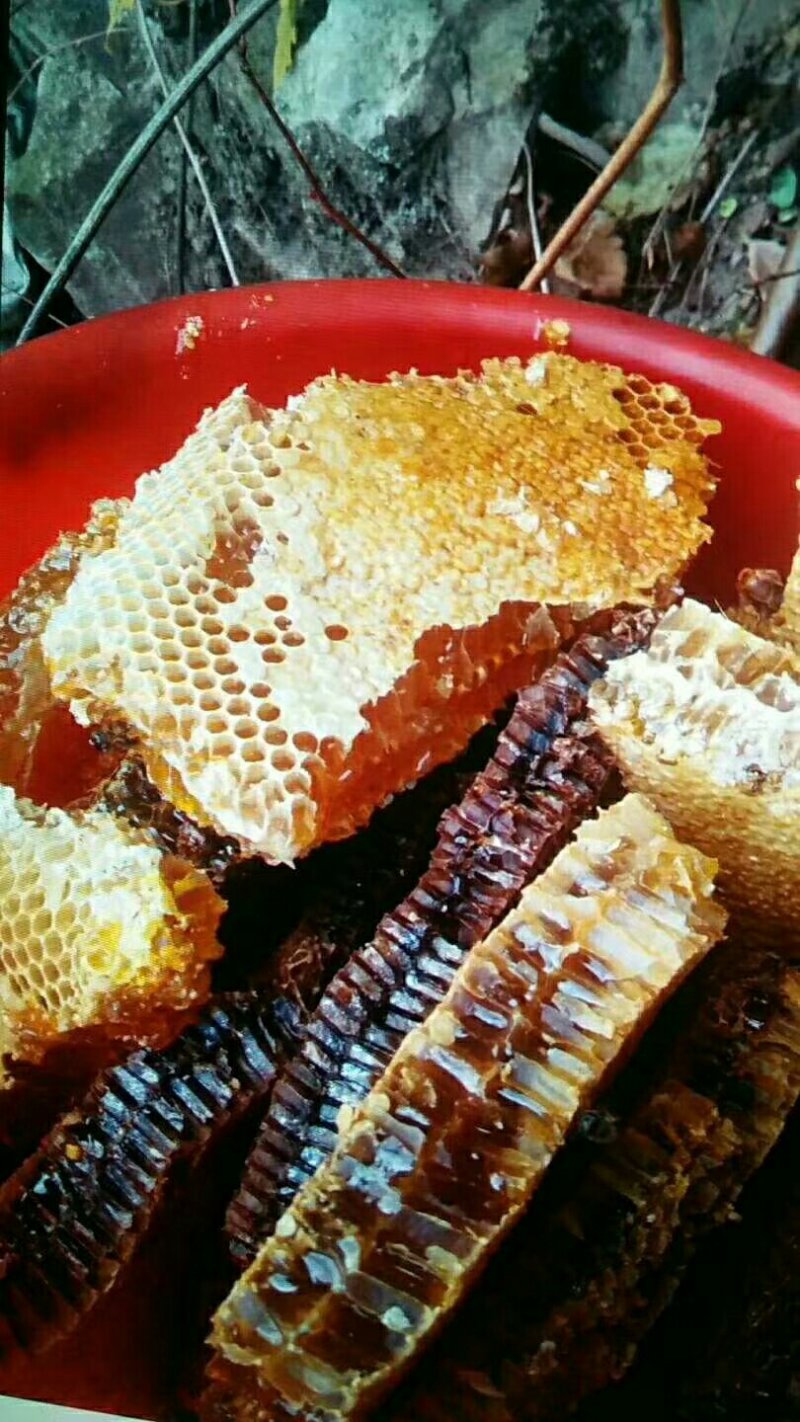 野生蜂蜜