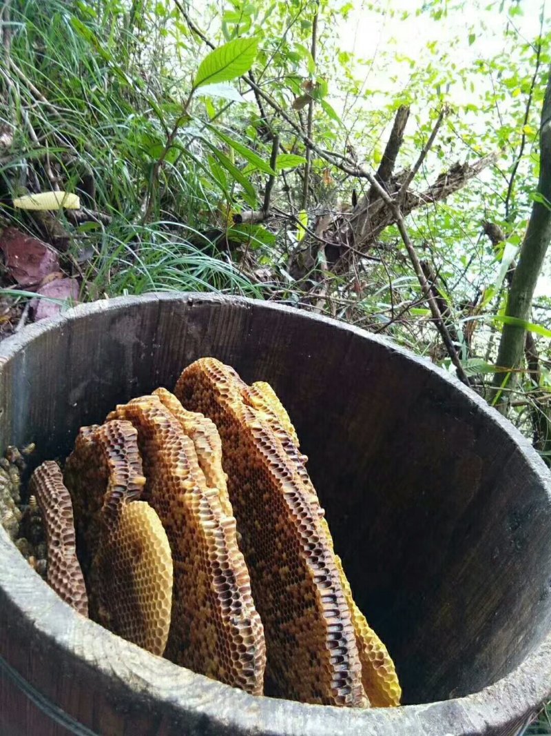 野生蜂蜜