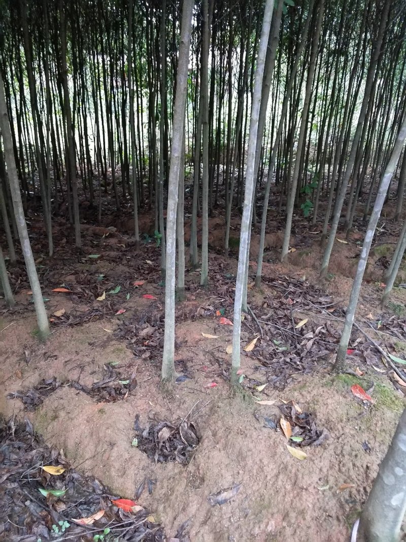 绿化苗木