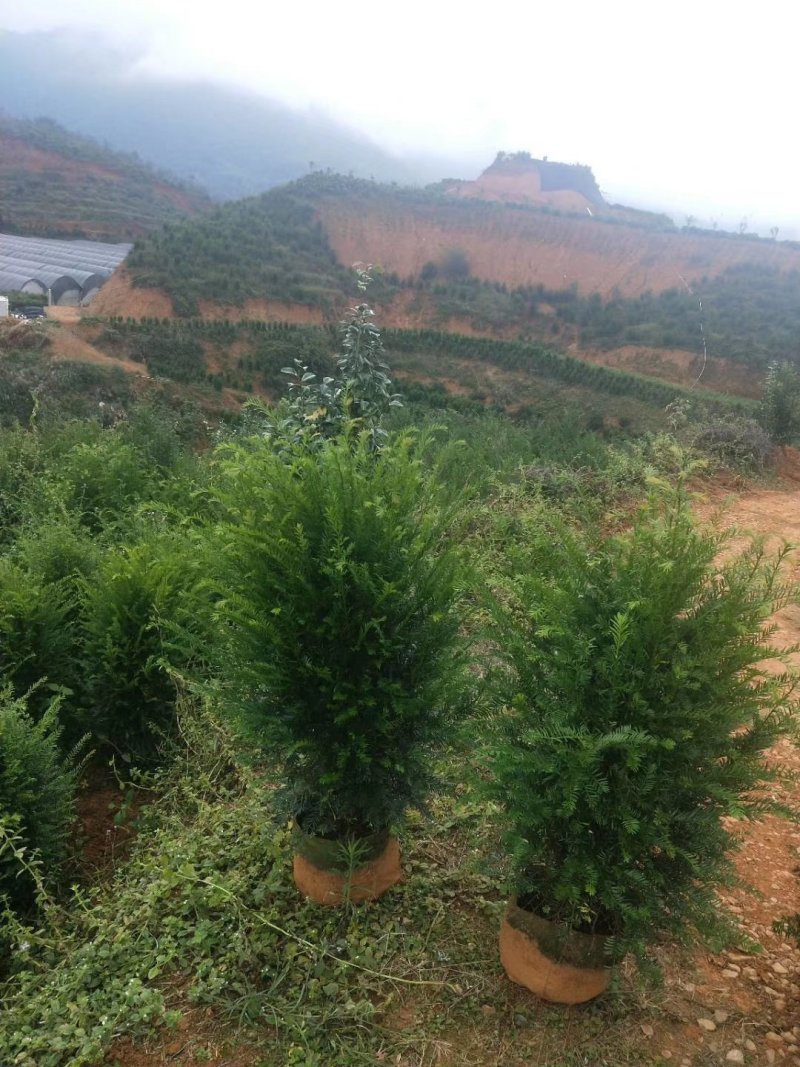 产地直销批发精品老盆红豆杉