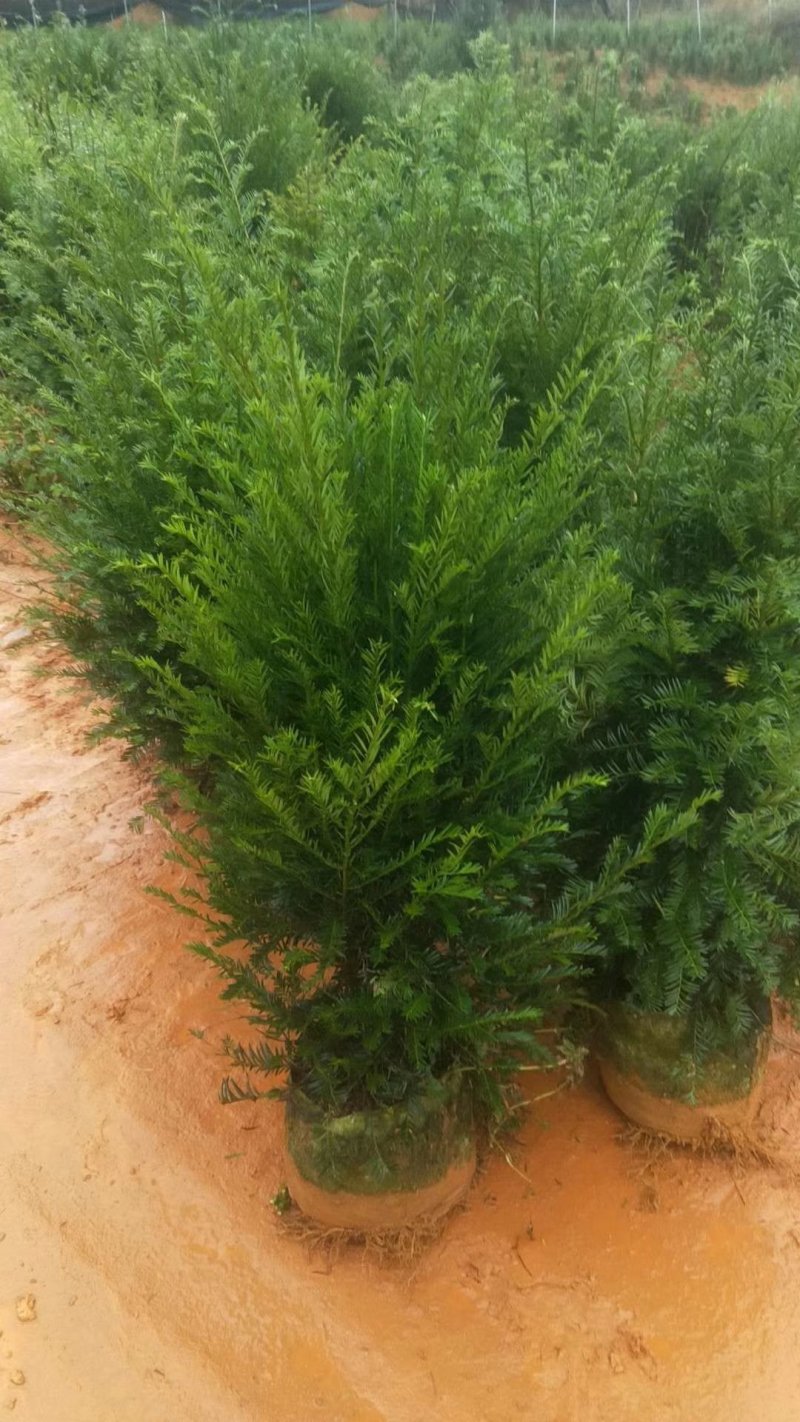 产地直销批发精品老盆红豆杉