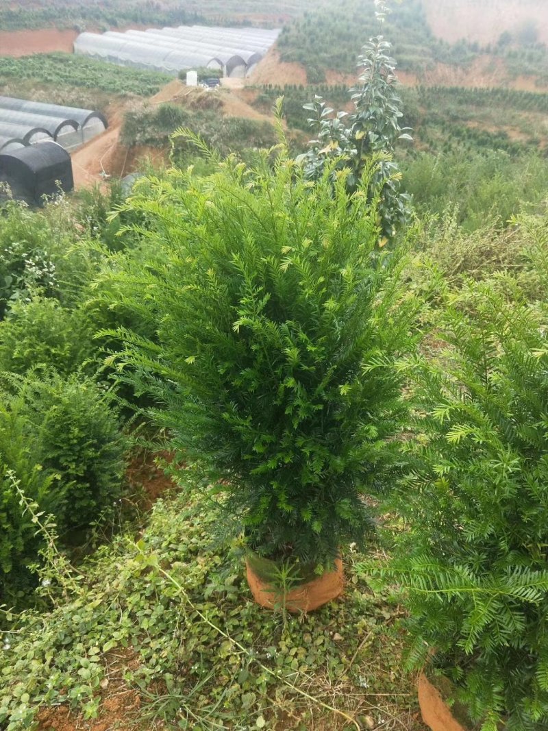 产地直销批发精品老盆红豆杉