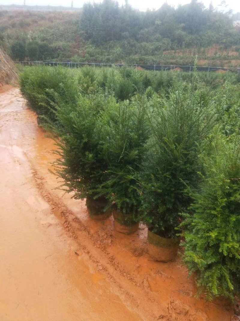 产地直销批发精品老盆红豆杉