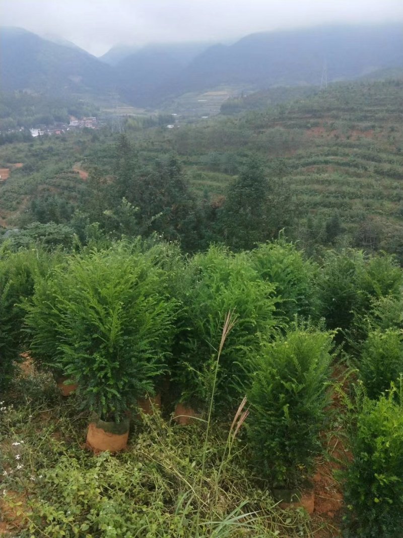 产地直销批发精品老盆红豆杉