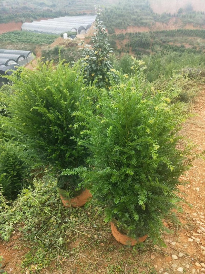 产地直销批发精品老盆红豆杉