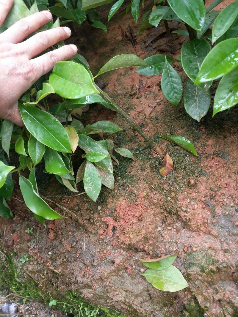 火力楠。