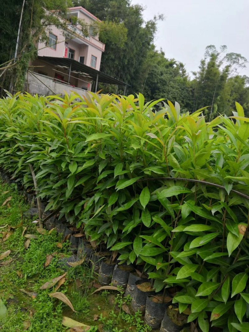 木荷苗。