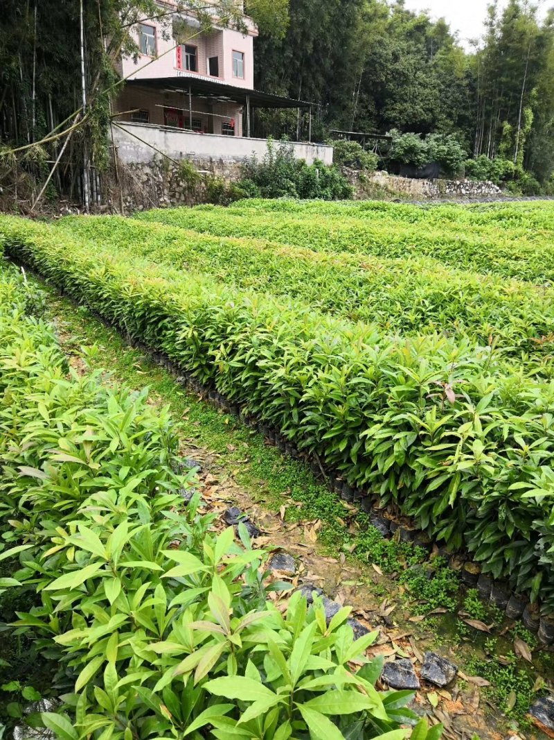 木荷苗。