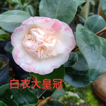 产地直销批发品种带苞小茶花