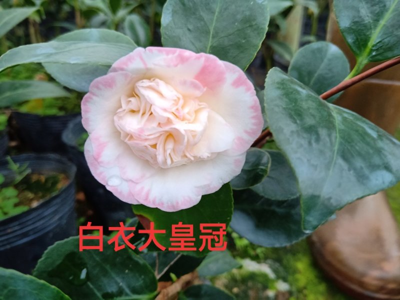产地直销批发品种带苞小茶花
