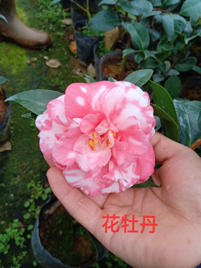 产地直销批发品种带苞小茶花