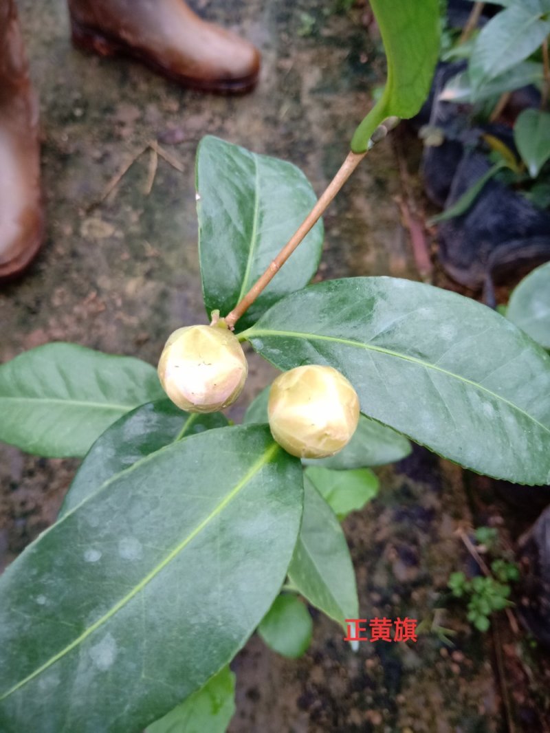 产地直销批发品种带苞小茶花