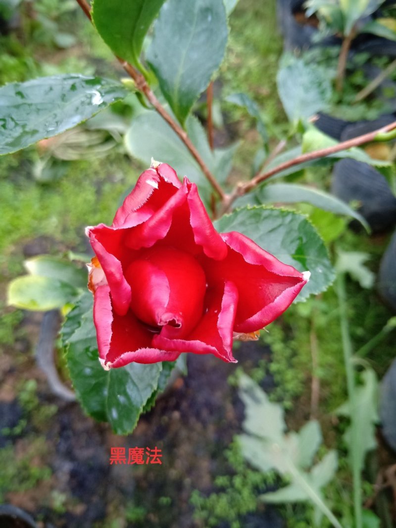 产地直销批发品种带苞小茶花