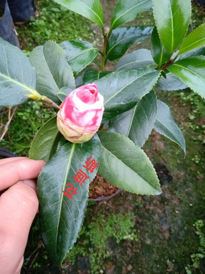 产地直销批发品种带苞小茶花