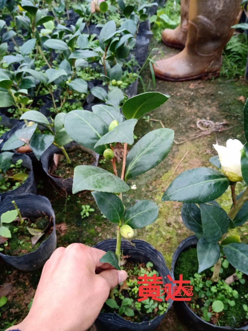 产地直销批发品种带苞小茶花
