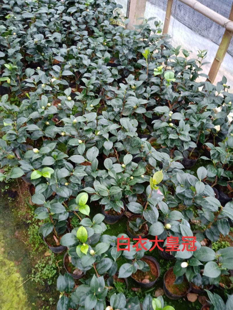 产地直销批发品种带苞小茶花