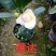 产地直销批发品种带苞小茶花