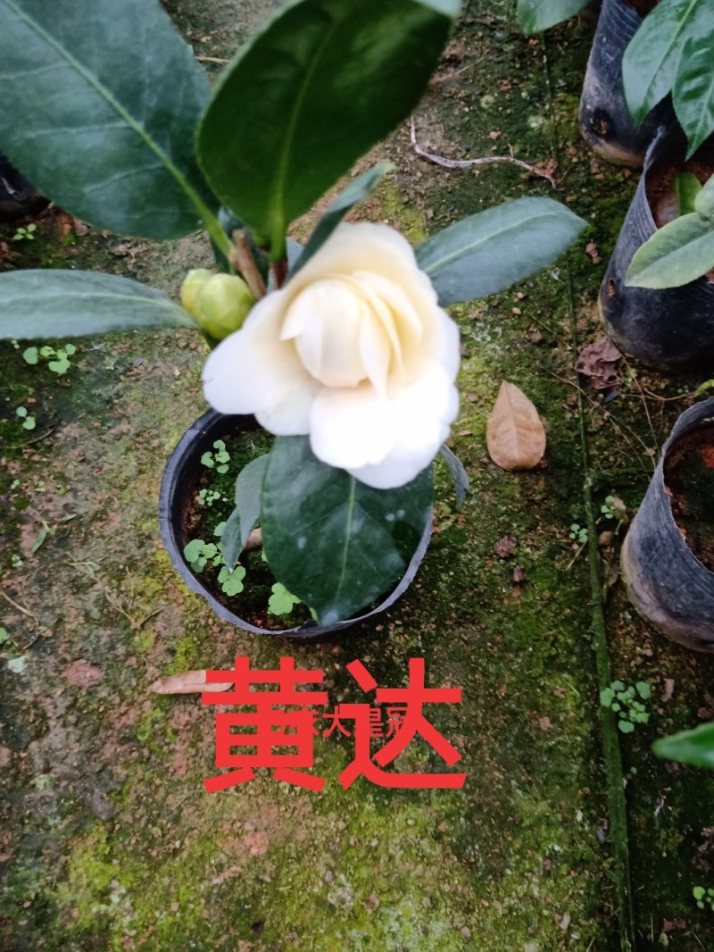 产地直销批发品种带苞小茶花