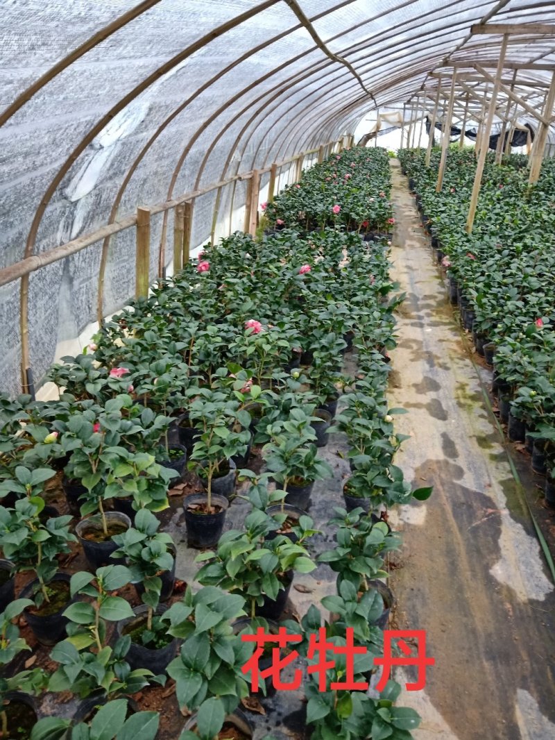 产地直销批发品种带苞小茶花
