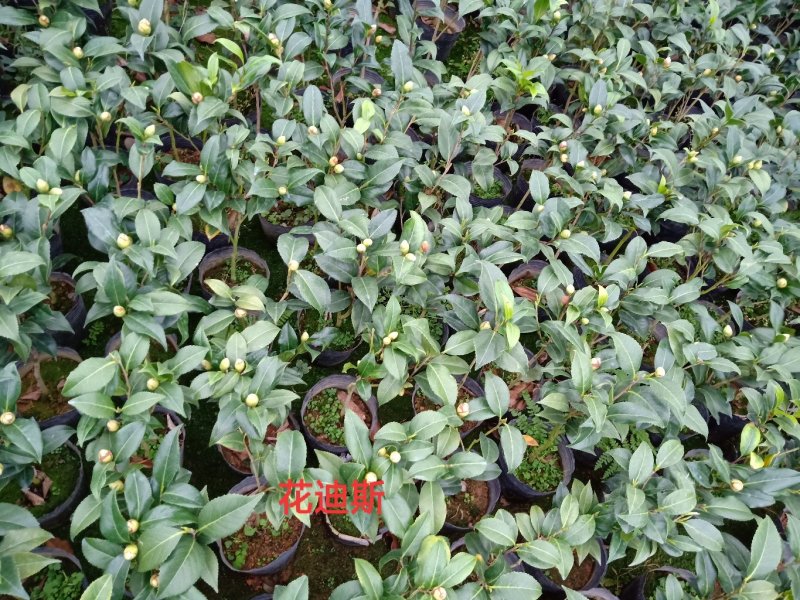 产地直销批发品种带苞小茶花