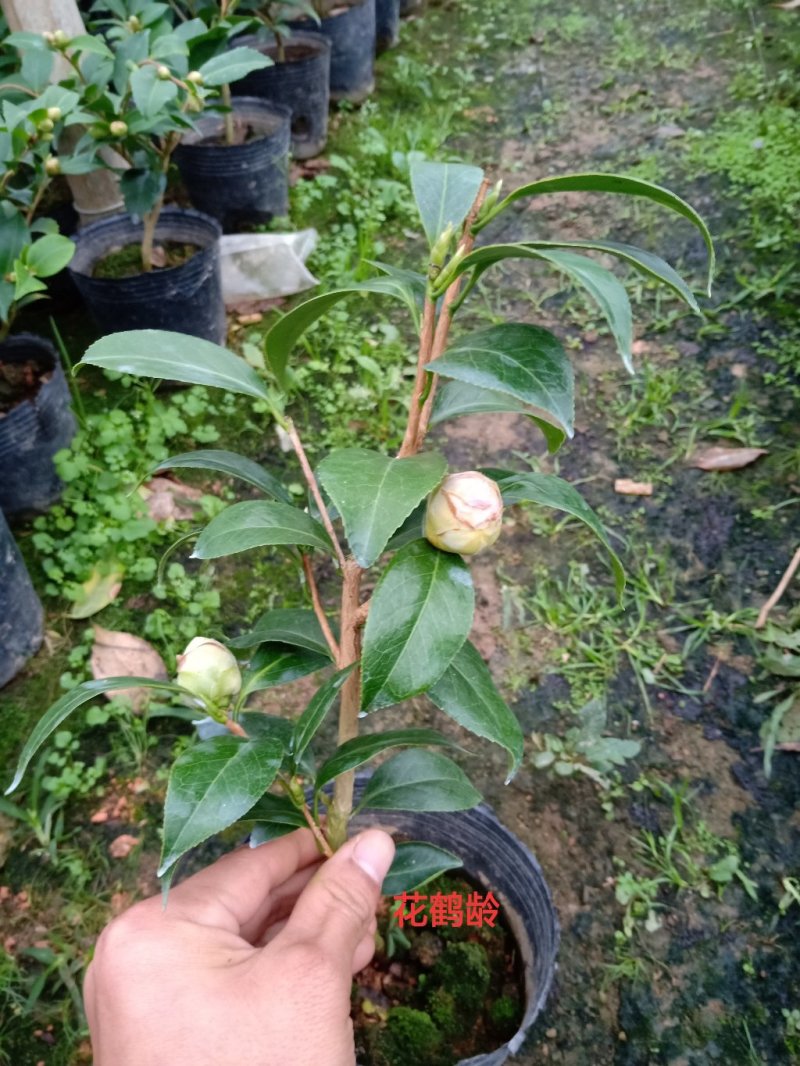 产地直销批发品种带苞小茶花