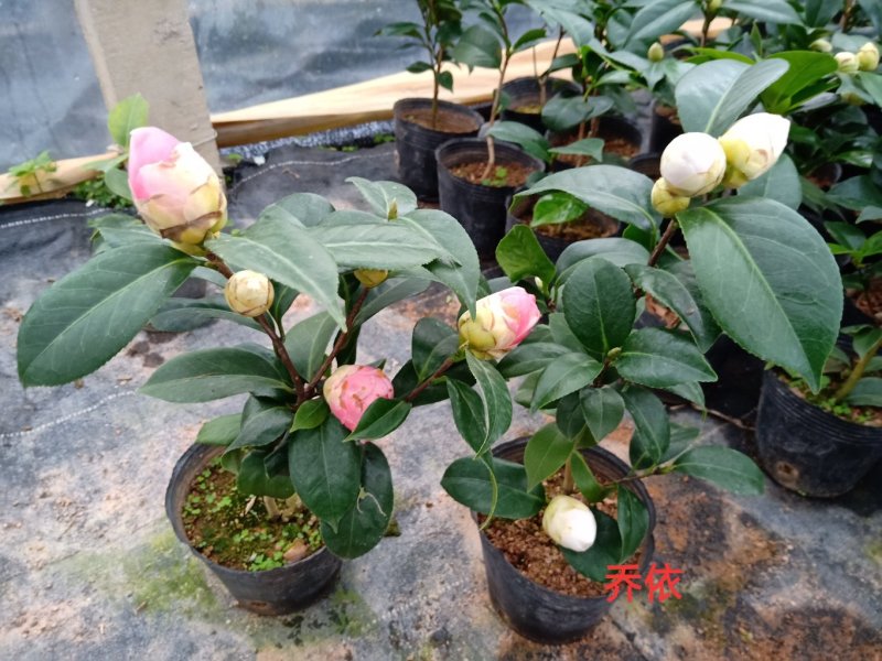 产地直销批发品种带苞小茶花