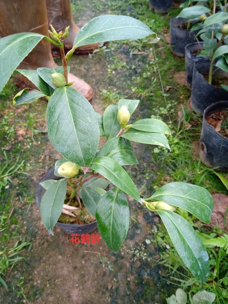 产地直销批发品种带苞小茶花