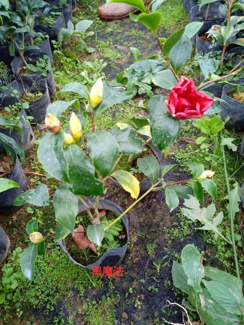产地直销批发品种带苞小茶花