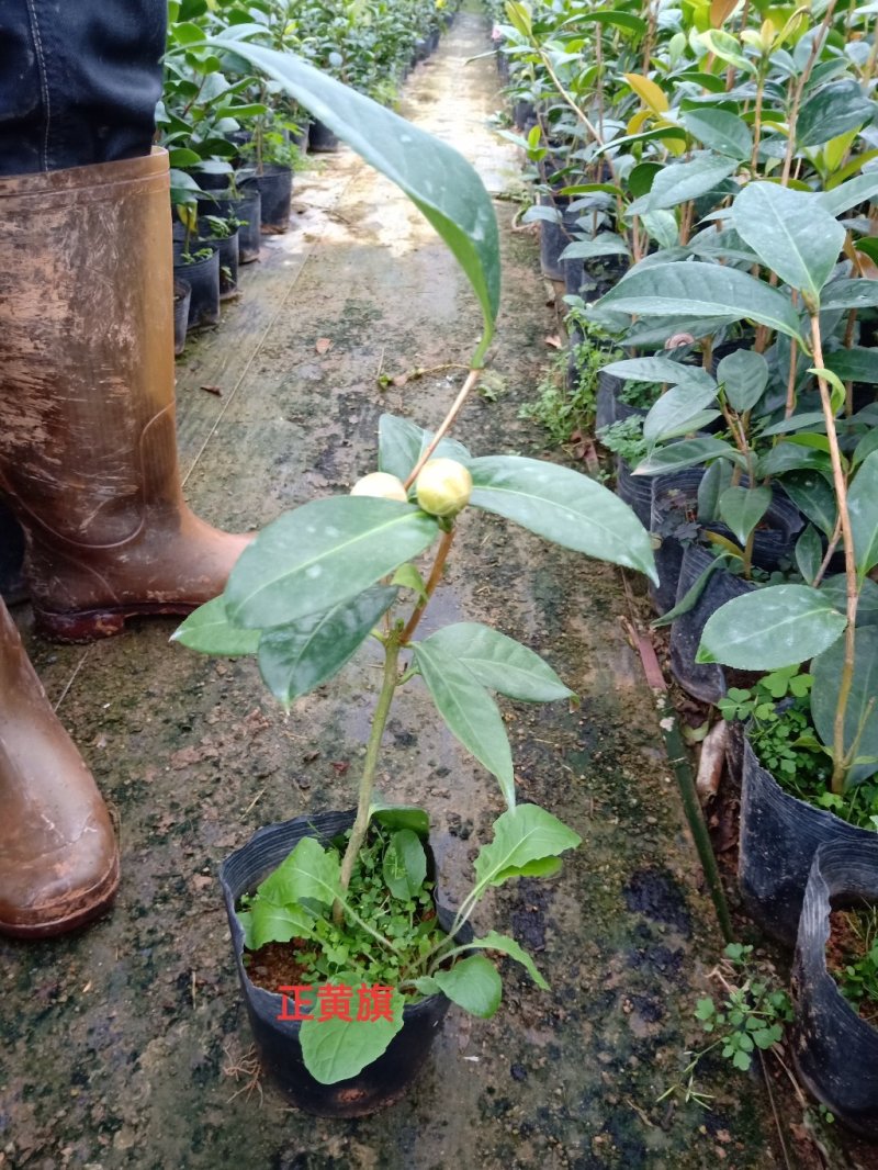 产地直销批发品种带苞小茶花