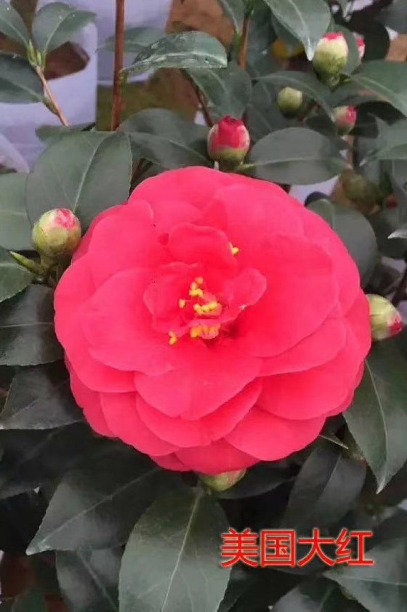 产地直销批发嫁接品种精品茶花