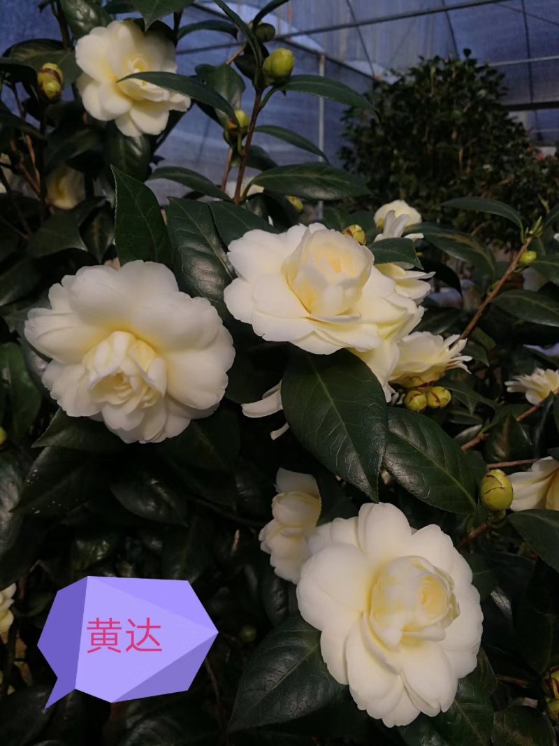 产地直销批发嫁接品种精品茶花
