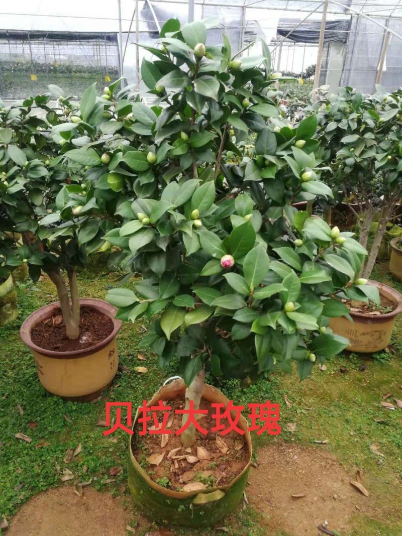 产地直销批发嫁接品种精品茶花
