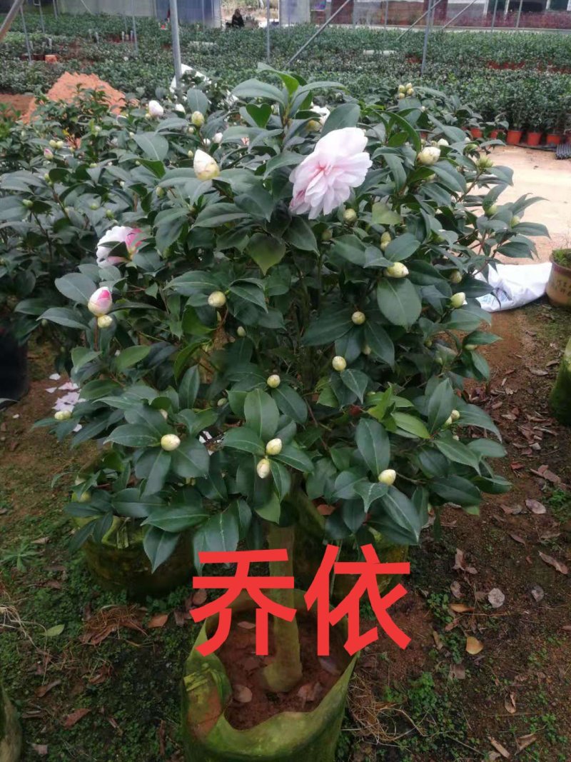 产地直销批发嫁接品种精品茶花