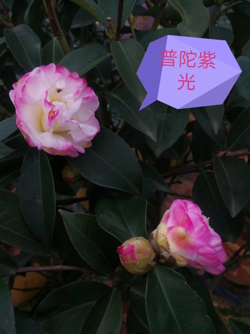 产地直销批发嫁接品种精品茶花